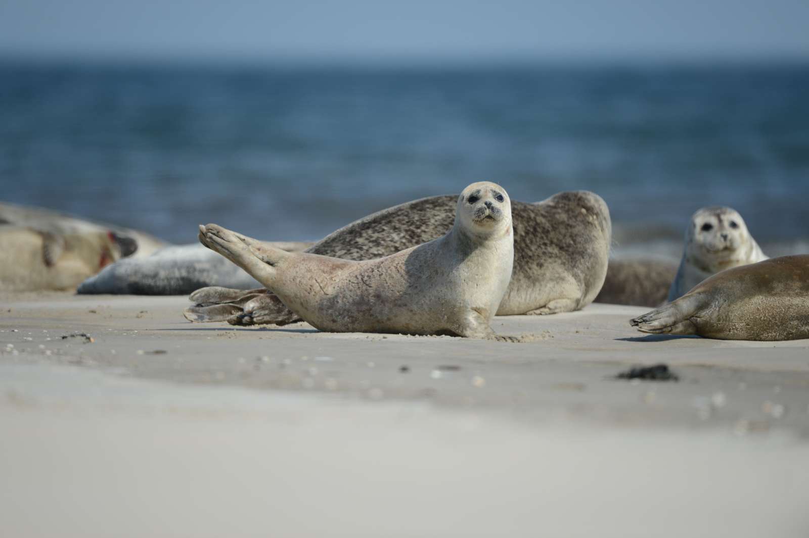 sæl på stranden
